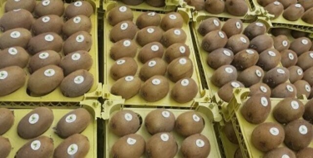 صادرات کیوی مازندران به ۳۰ هزار تن رسید؛ هند و اوراسیا مقصد اصلی