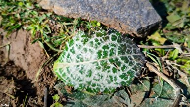 هواپیما‌های اسرائیلی برای نابودی کشاورزی مواد ناشناخته‌ای را در جنوب سوریه پخش می کنند