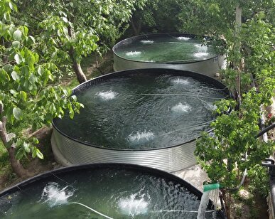 اشتغال ۲۵ هزار نفر در صنعت آبزی‌پروری لرستان/ تولید ماهی در استان به ۴۵ هزار تن رسید