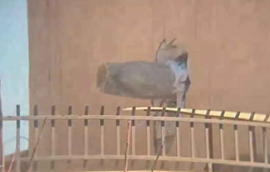 موشک عمل‌نکرده در وسط دیوار یک منزل مسکونی در تهران