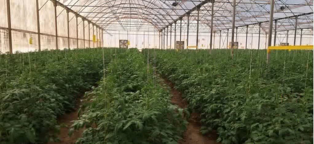 آمادگی واگذاری چهار مجتمع گلخانه&zwnj;ای در ایلام به بخش خصوصی
