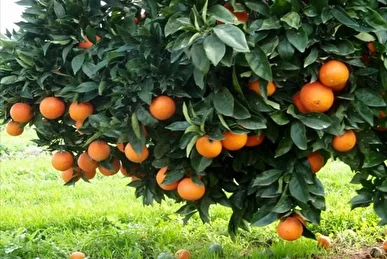 تولید سالانه ۳۶۰ هزار تن محصولات باغی در لرستان