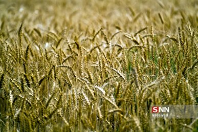 در سال جدید هم در تامین گندم نان خودکفا می شویم