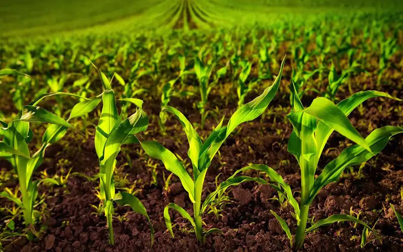 تولید ۷۷۵ هزار اصله نهال شناسنامه&zwnj;دار در باغات زنجان / ۹ نهالستان اکنون فعال هستند