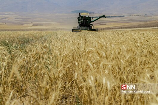 تولید بیش از ۶۰ هزار تن گندم در هرمزگان پیش بینی می‌شود