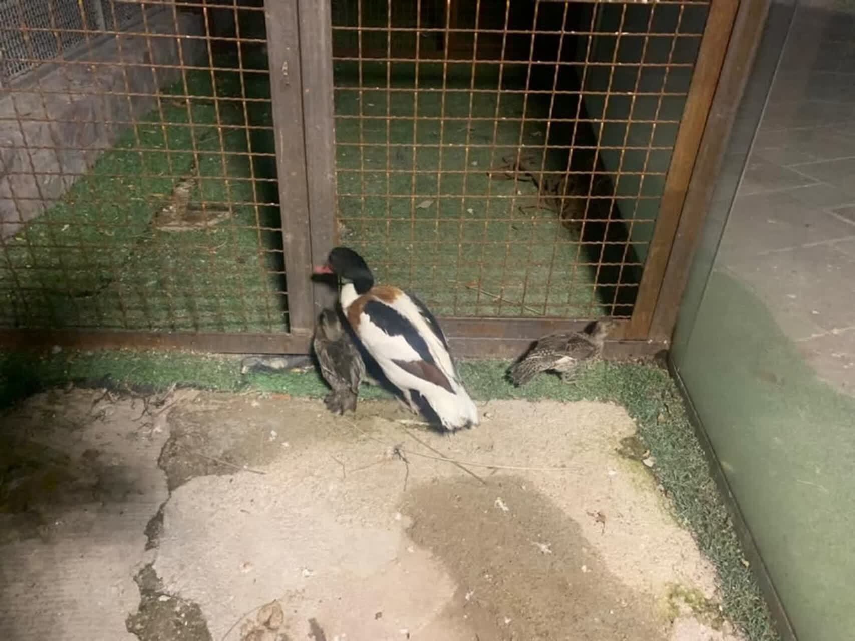 کشف و ضبط سه قطعه مرغابی کمیاب حین انتقال در ترمینال کرج/ انتقال از مرز به غرب کشور متوقف شد