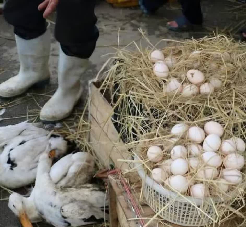 مکان دپوی موقت زبالههای کوچصفهان به بازارچه محلی تبدیل شد