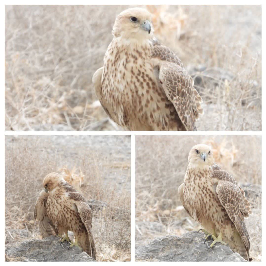 رهاسازی دو فرد بالابان پس از طی موفق دوره درمان و بازپروری در چهارمحال و بختیاری