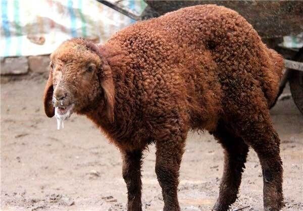 شناسایی ۴۰ کانون تب برفکی در خراسان رضوی