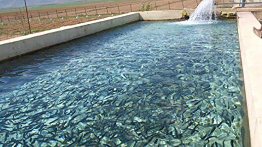 تولید ۱۰ هزار و ۷۰۰ تُن ماهی خوراکی در اصفهان ثبت شد