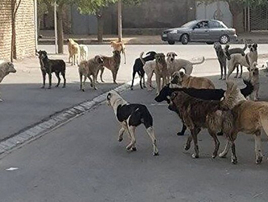 حمله سگ‌های ولگرد به یک میش در دماوند