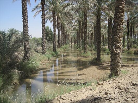آبیاری یک میلیون نخل در دشتستان آغاز شد