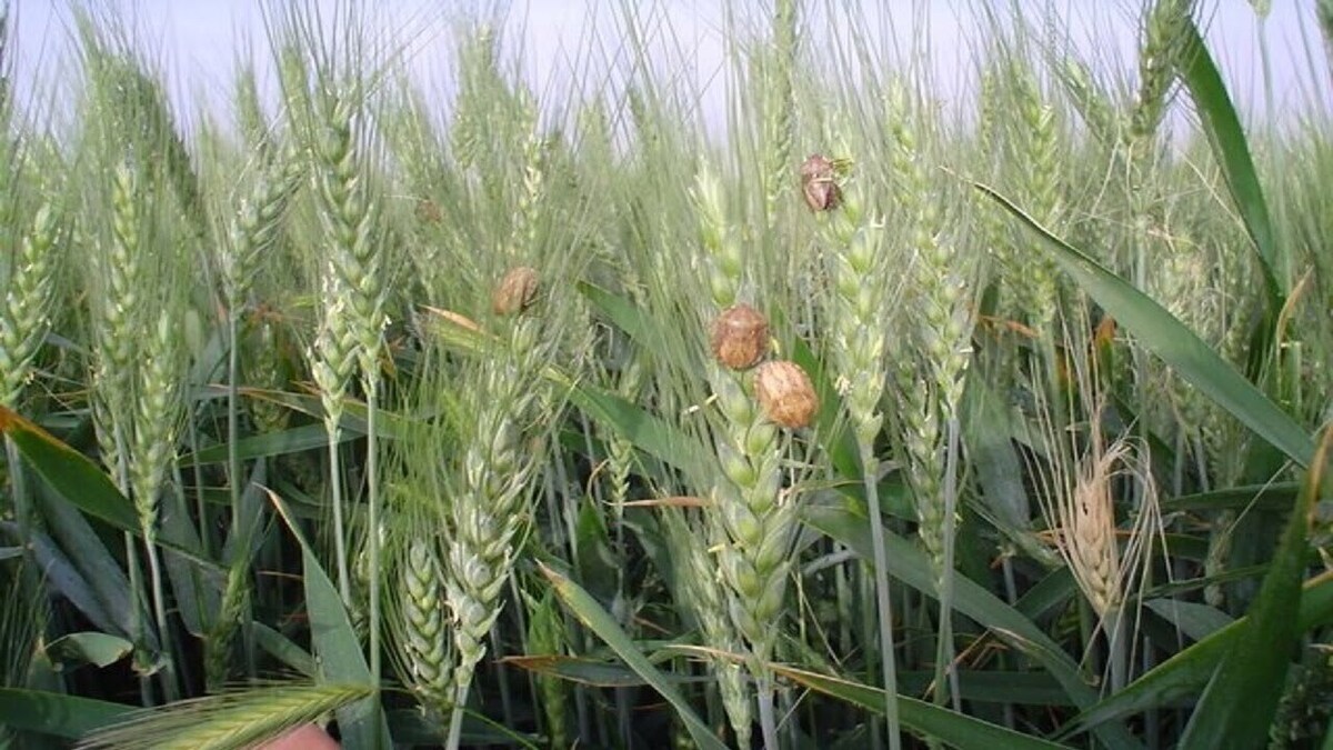 مجموع مبارزه آفت سن به یک میلیون و ۶۰۰ هزارهکتار رسید