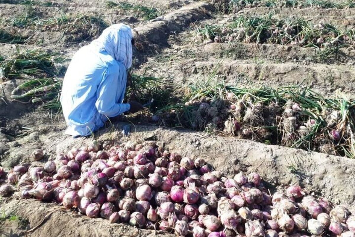 خرید تضمینی پیاز مازاد کشاورزان سیستان و بلوچستان