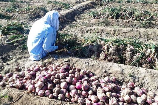 خرید تضمینی پیاز مازاد کشاورزان سیستان و بلوچستان
