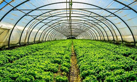بسته‌های حمایتی برای توسعه کشت گلخانه‌ای ارائه می‌شود