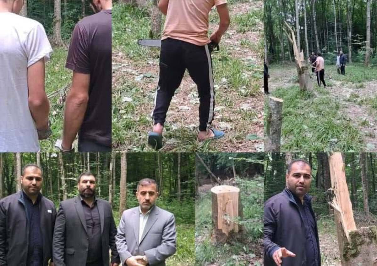 قطع ۶۴ اصله درخت به قصد انتقامگیری!