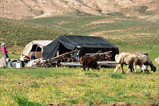 بیش از ۳ هزار تن محصول عشایری در قزوین تولید شد