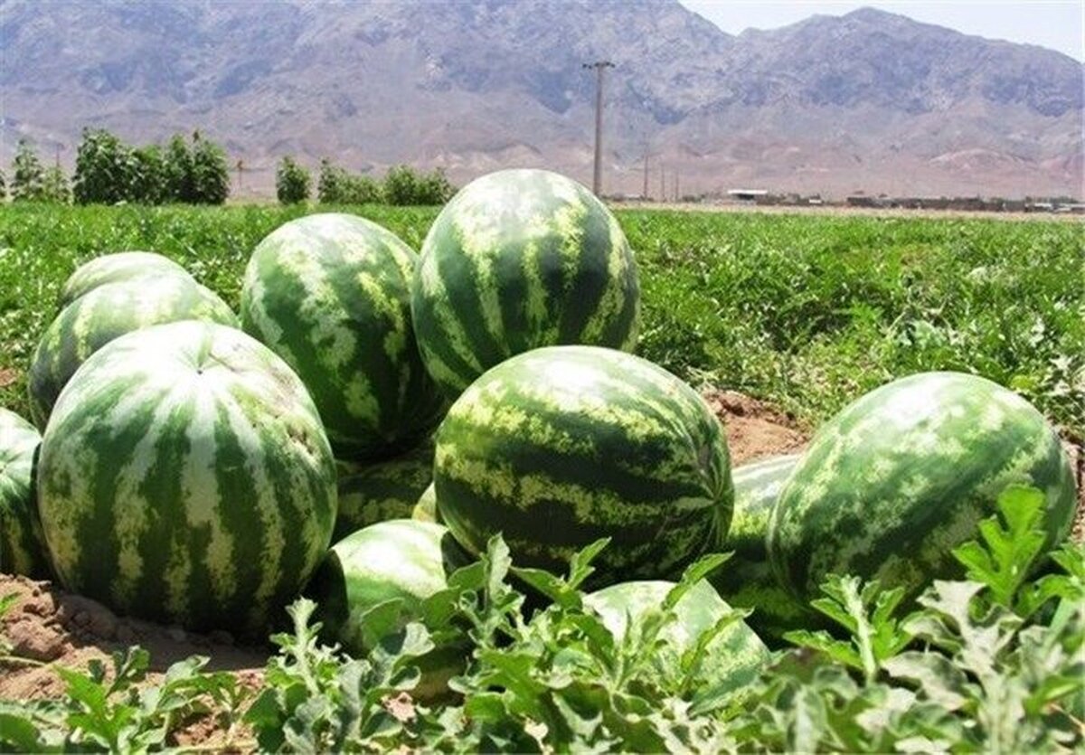 میانگین غلظت نیترات در هندوانههای کشور کمتر از ۱۰ میلیگرم بر کیلوگرم
