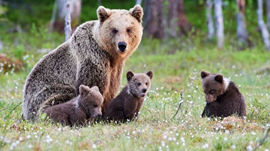مشاهده خرس قهوه‌ای و سه توله در ارتفاعات اشنویه