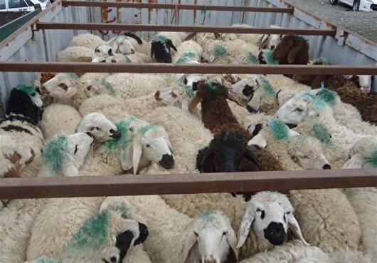 قاچاقچیان دام در شیراز محکوم شدند