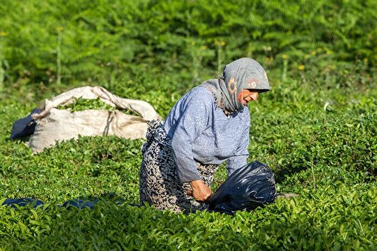 خرید ۲۵ هزار تن برگ سبز چای توسط سازمان چای