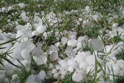 سرما و تگرگ ۲ همت به کشاورزی کردستان خسارت زد