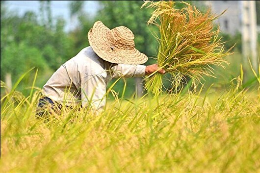 برنامه ایجاد ۲ هزار شغل در بخش کشاورزی قزوین تدوین شد