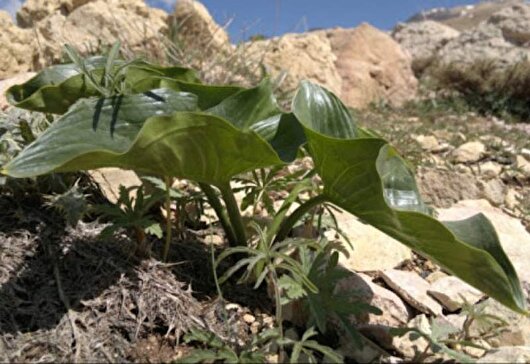 برداشت بی‌رویه گیاهان دارویی تهدیدی جدی برای مناطق حفاظت‌شده گچساران