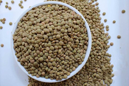 برداشت عدس از ۳۷۰ هکتار اراضی کشاورزی ایلام آغاز شد