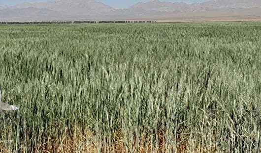 پیش بینی برداشت بیش از ۵ هزار تن گندم در بردسکن
