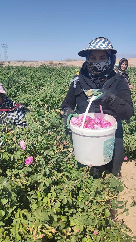 برداشت ۵۰ تن گل محمدی در سبزوار
