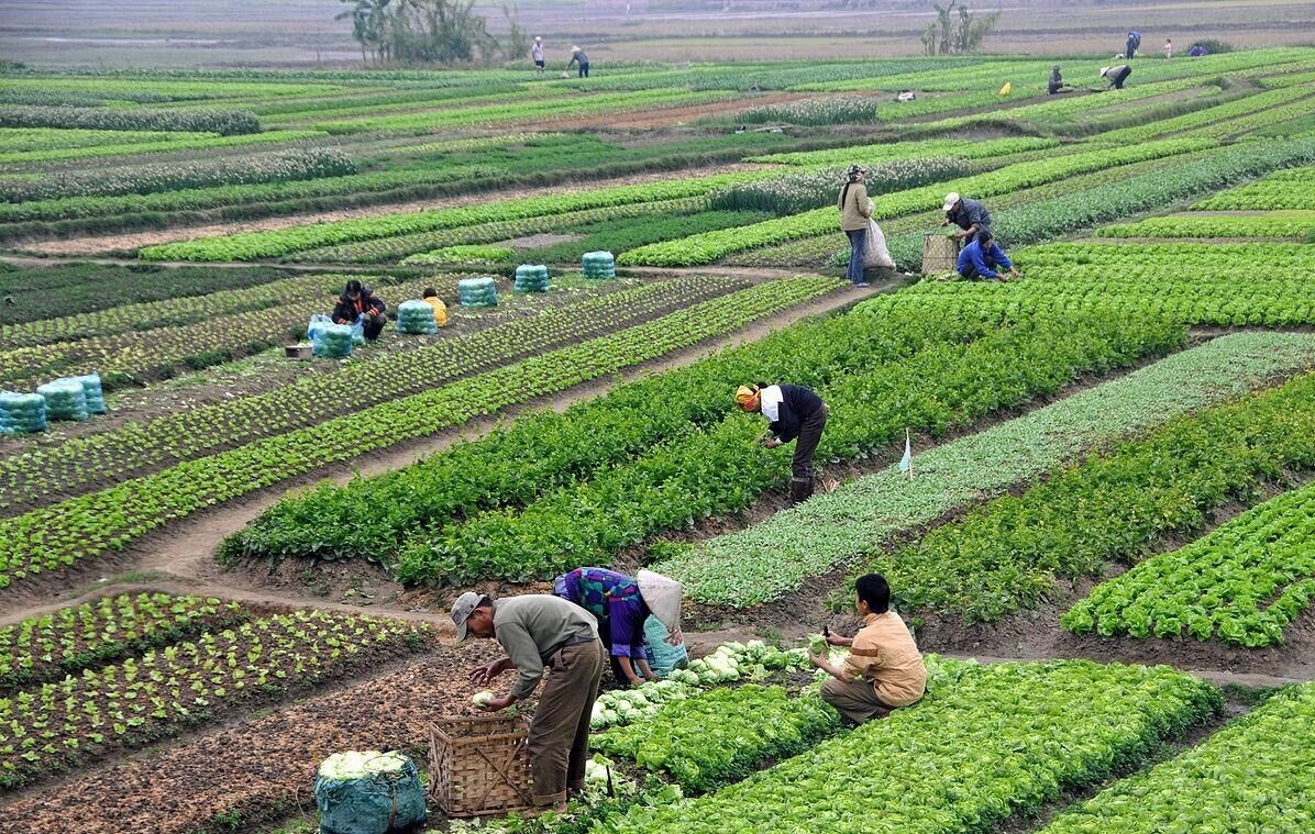 کاهش مصرف آب با الگوهای بهینه کشت