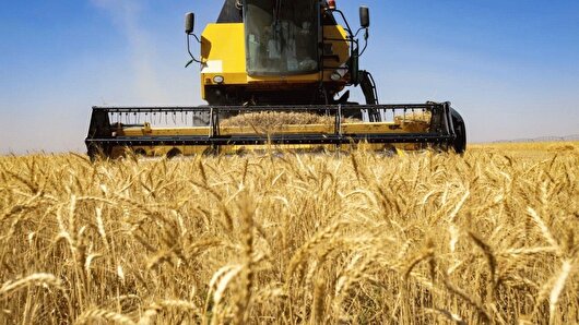 پیش‌بینی کاهش شدید تولید گندم در اصفهان؛ کمتر از یک‌چهارم سال گذشته