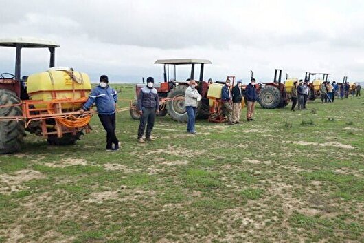 ۸۰۰ هکتار از مراتع گلستان برای مبارزه با ملخ مراکشی سم‌پاشی شد