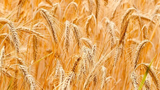فارس ۱۰ درصد امنیت غذایی کشور را تأمین می‌کند