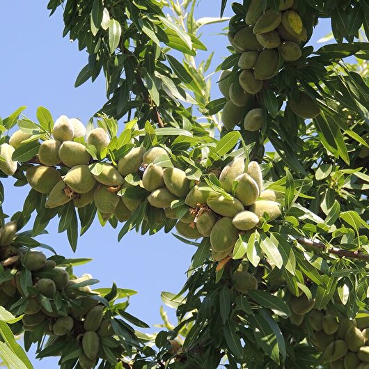 ۲۰ هکتار زمین در چهارمحال و بختیاری زیر کشت بادام رفت