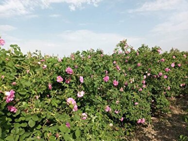 افتتاح اولین بوستان تخصصی گل محمدی در جنوب تهران