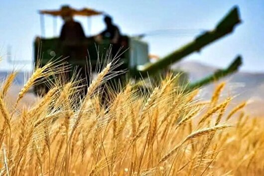 هدف‌گذاری خرید ۲۵۰ هزار تن گندم در قزوین