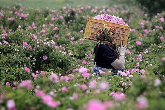 برداشت ۷۰۰ تن گل محمدی در ملایر پیش‌بینی شد