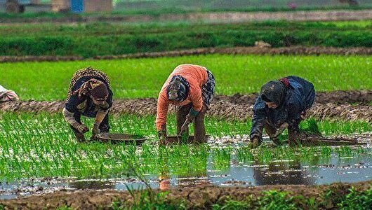 بهره‌مندی شالیکاران ۹ شهرستان گلستان از توزیع کود یارانه‌ای