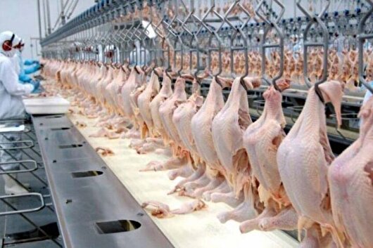 ۶ میلیون قطعه مرغ امسال در استان اردبیل روانه بازار شد