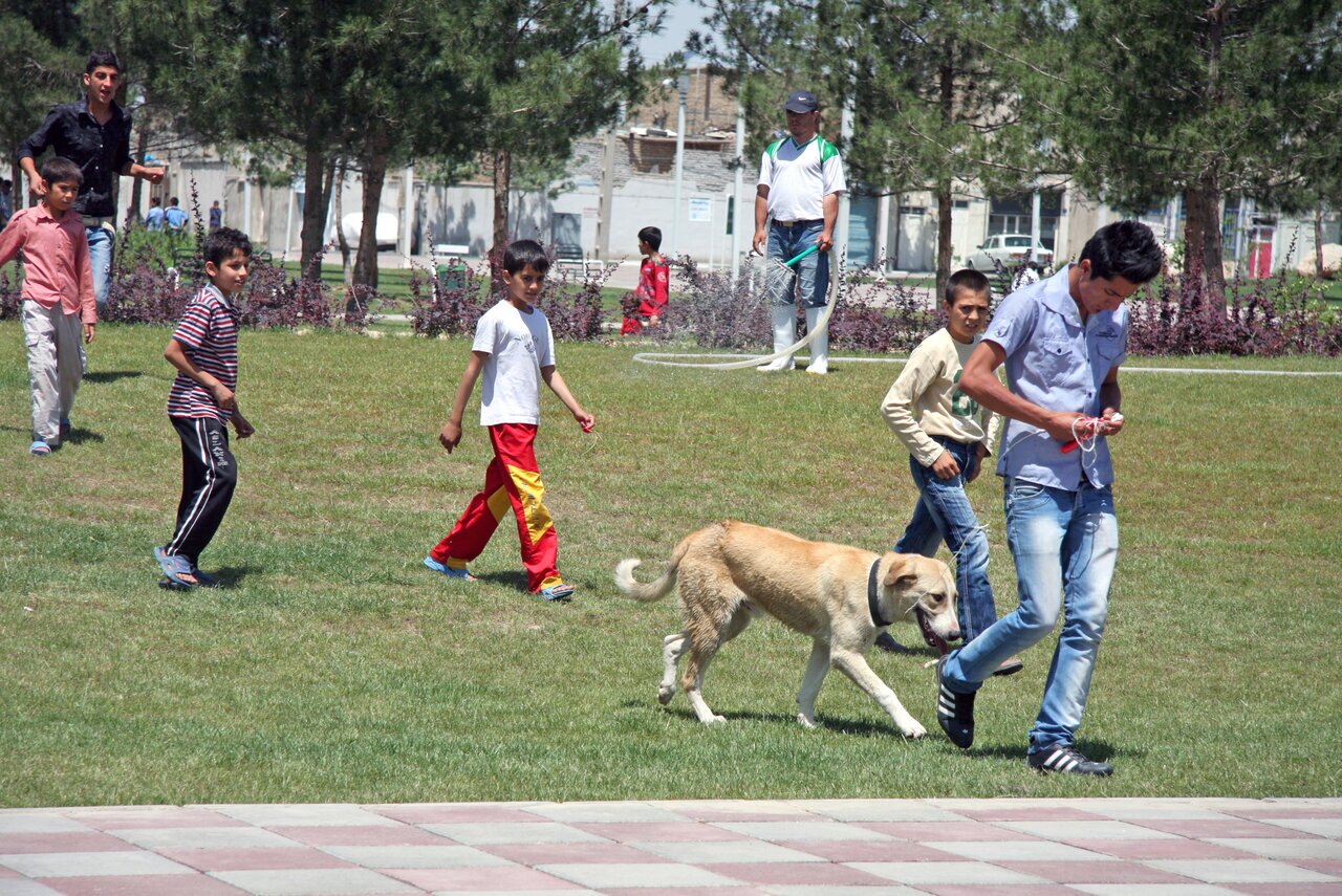 سگ&zwnj;گردانی بی&zwnj;ضابطه / تهدیدی پنهان برای بهداشت و امنیت شهری