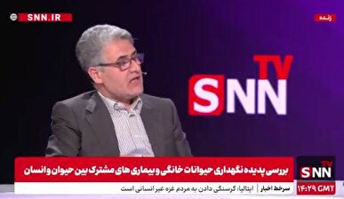 هشدار درباره خطر شیوع بیماری هاری با افزایش جمعیت سگ‌های ولگرد + فیلم