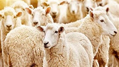 قیمت دام عیدقربان تعیین شد