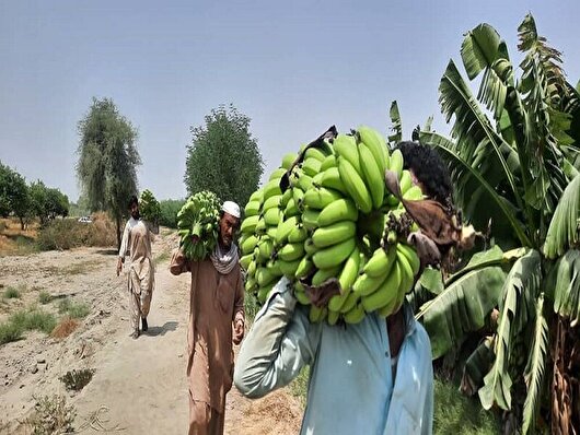 برداشت ۳۵ هزار تن موز در سیستان و بلوچستان