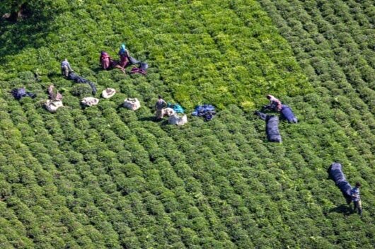 بیش از ۵۵ هزار تُن برگ سبز چای در گیلان و مازندران برداشت شد