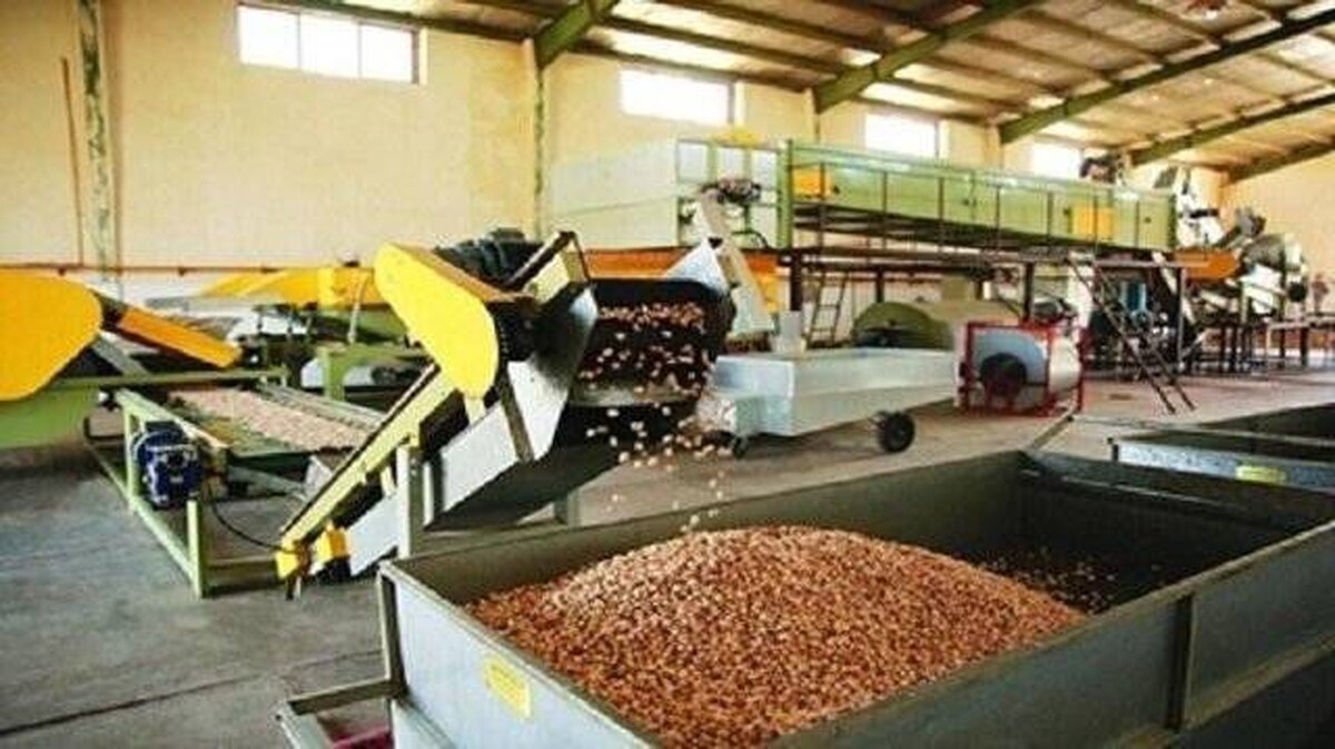 راهاندازی نخستین خط اتوماتیک فرآوری پسته با هوش مصنوعی بردسکن