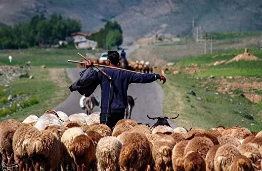 پل‌های مسیر تردد عشایر اردبیل از ایمنی لازم برخوردار نیستند