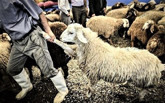 استقرار ۱۱ مرکز عرضه دام زنده بهداشتی در کرمانشاه همزمان با عید قربان